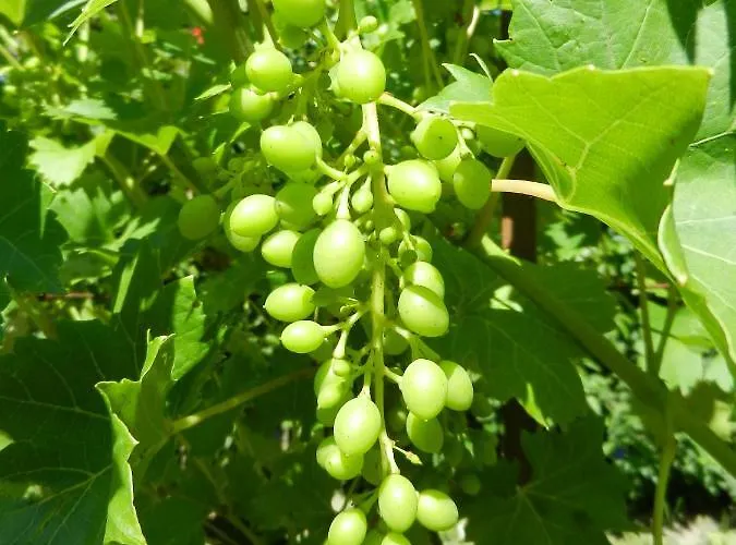 Gaestehaus Am Weinberg - Schlager * Prinzersdorf